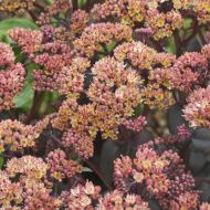 Rozchodnik 'Orange Xenox' (Sedum telephium) - sedum-hybride-orange-xenox_1[1].jpg